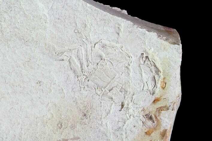 Bargain, Fossil Pea Crab (Pinnixa) From California - Miocene #74468
